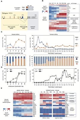 Biphasic expression of thyroid hormone receptor TRβ1 in mammalian retina and anterior ocular tissues